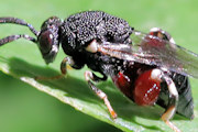Chalcid Wasp (Chalcis sp) (Chalcis sp)